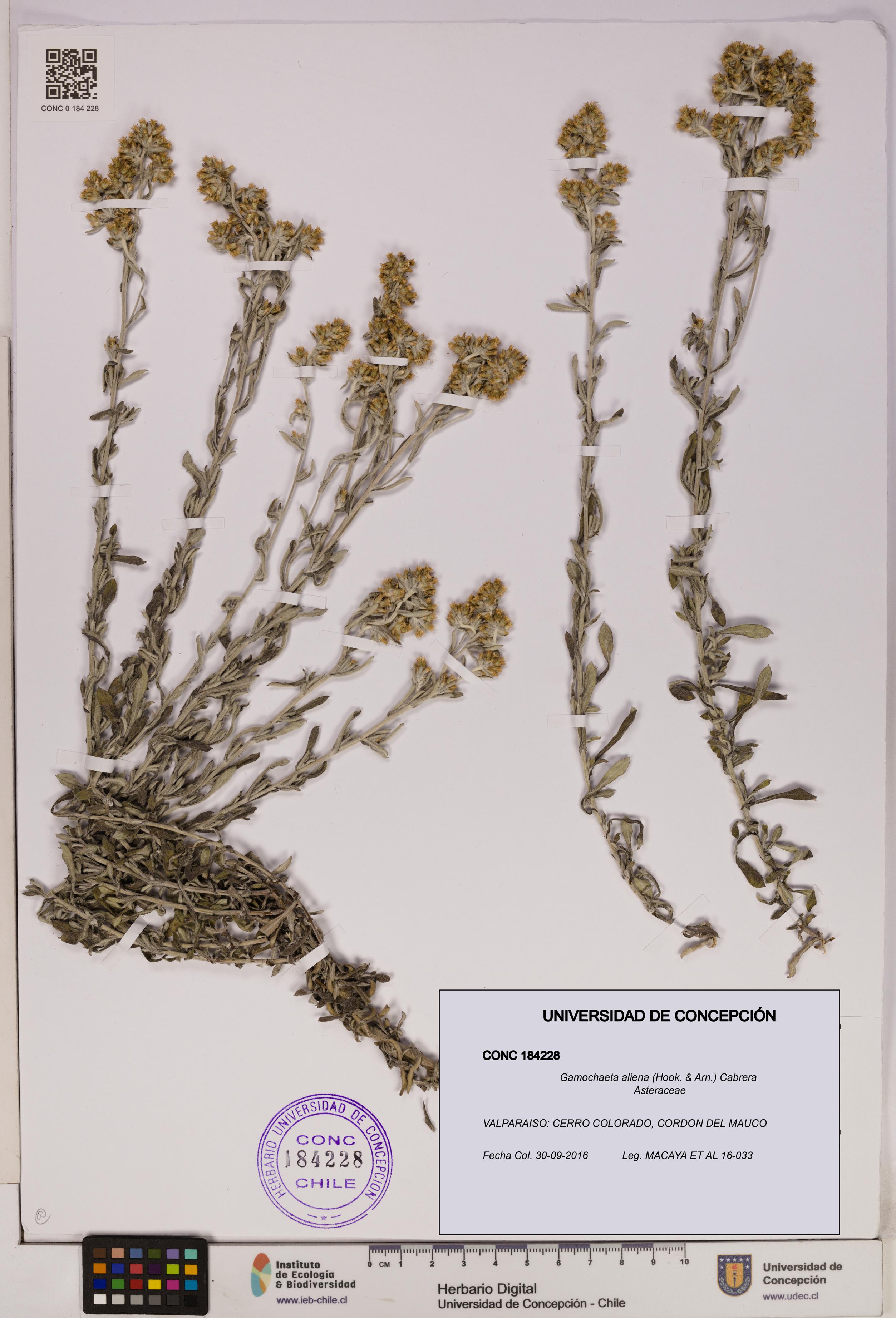 Gamochaeta aliena [Espécimen: UDEC:CONC:0184228]