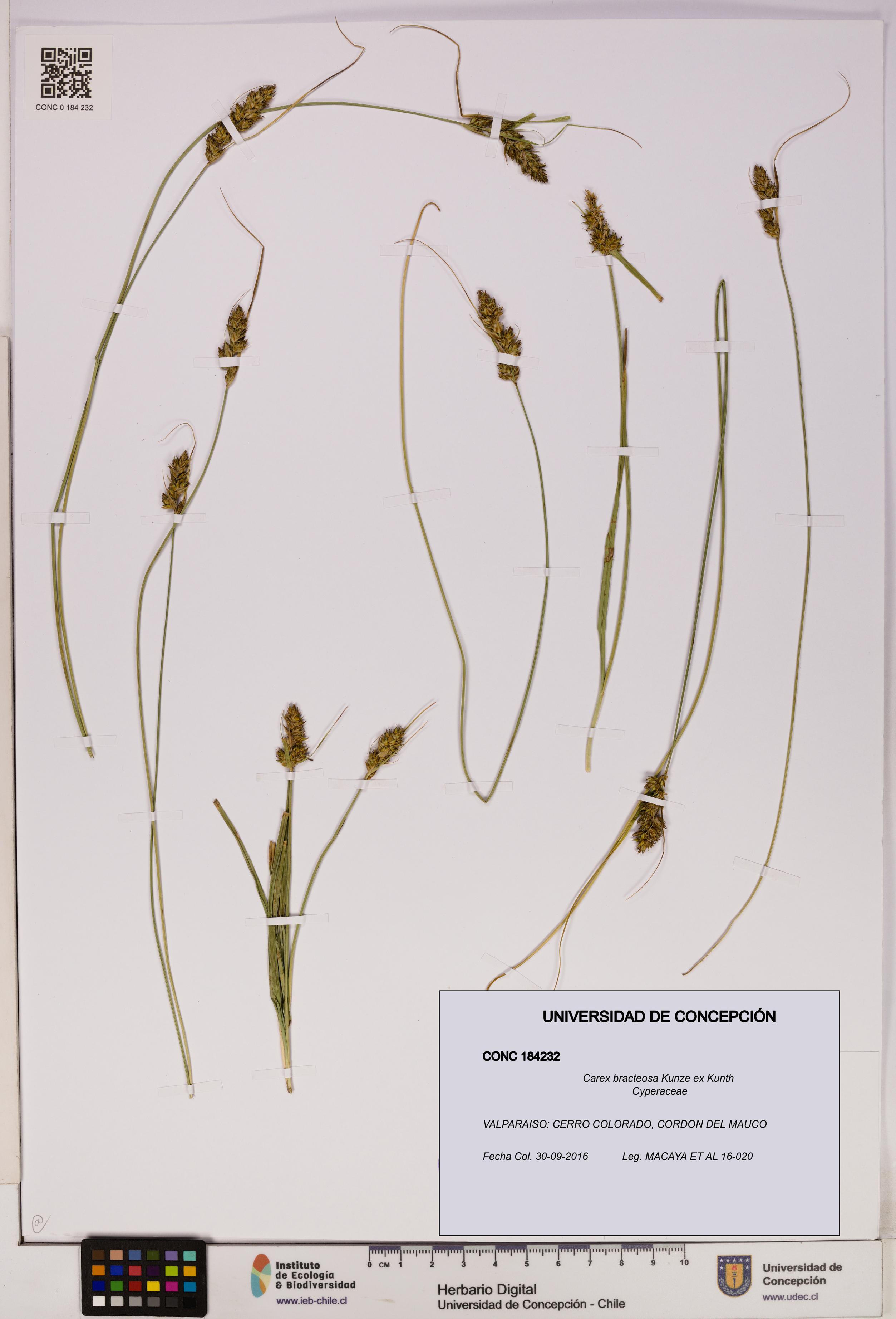 Carex bracteosa [Espécimen: UDEC:CONC:0184232]