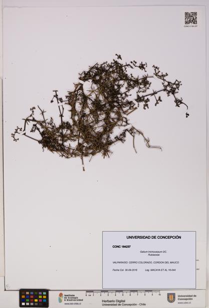 Galium trichocarpum [Espécimen: UDEC:CONC:0184237]