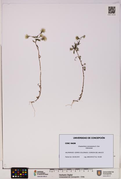 Chaetanthera ramosissima [Espécimen: UDEC:CONC:0184238]