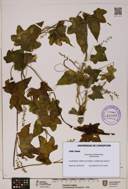 Dioscorea bryoniifolia [Espécimen: ]