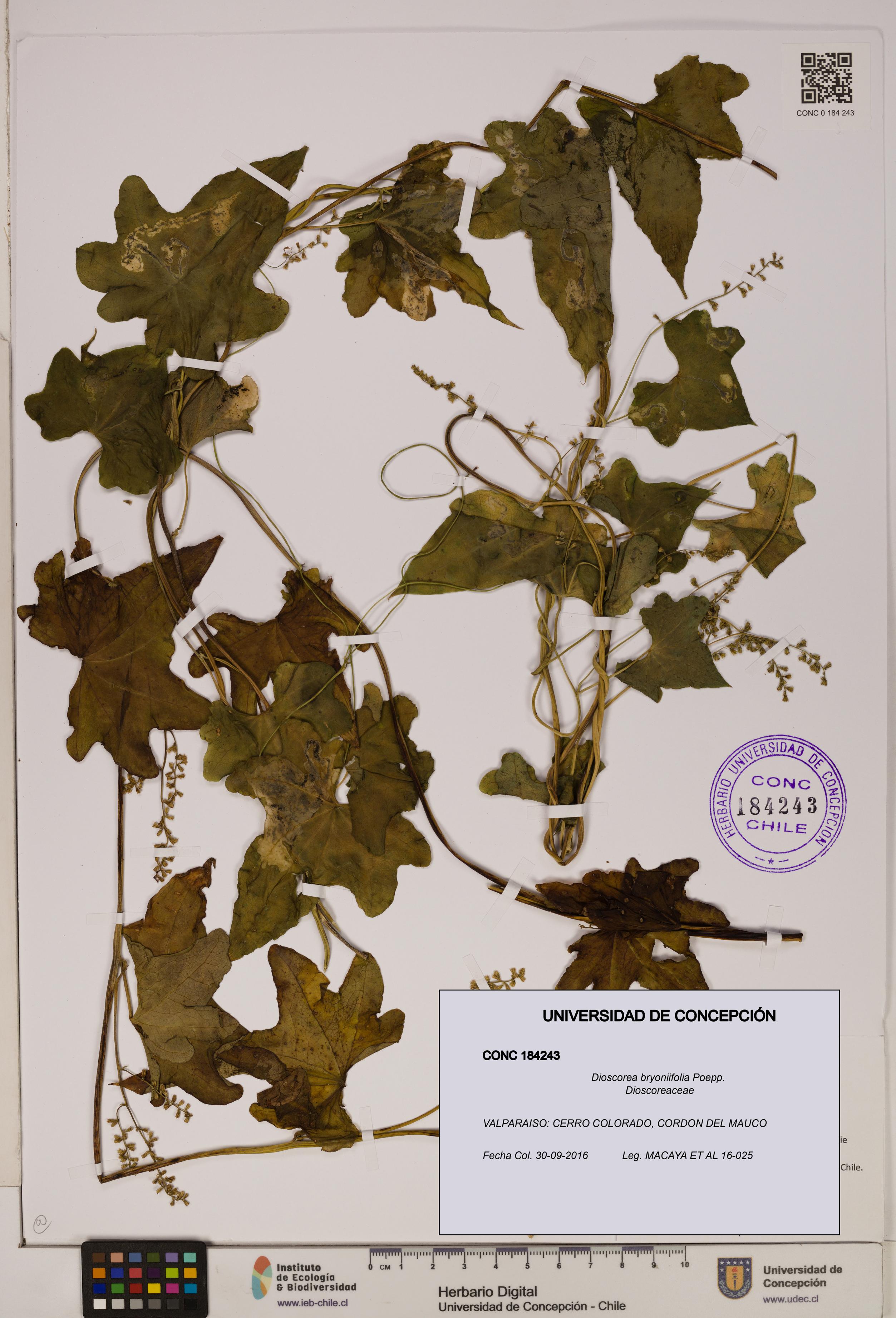 Dioscorea bryoniifolia [Espécimen: ]