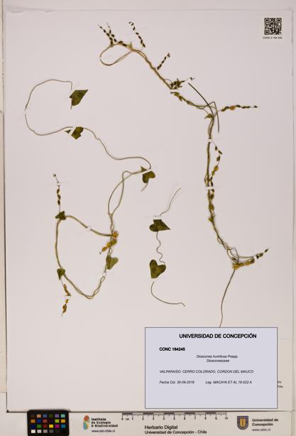 Dioscorea humifusa [Espécimen: ]