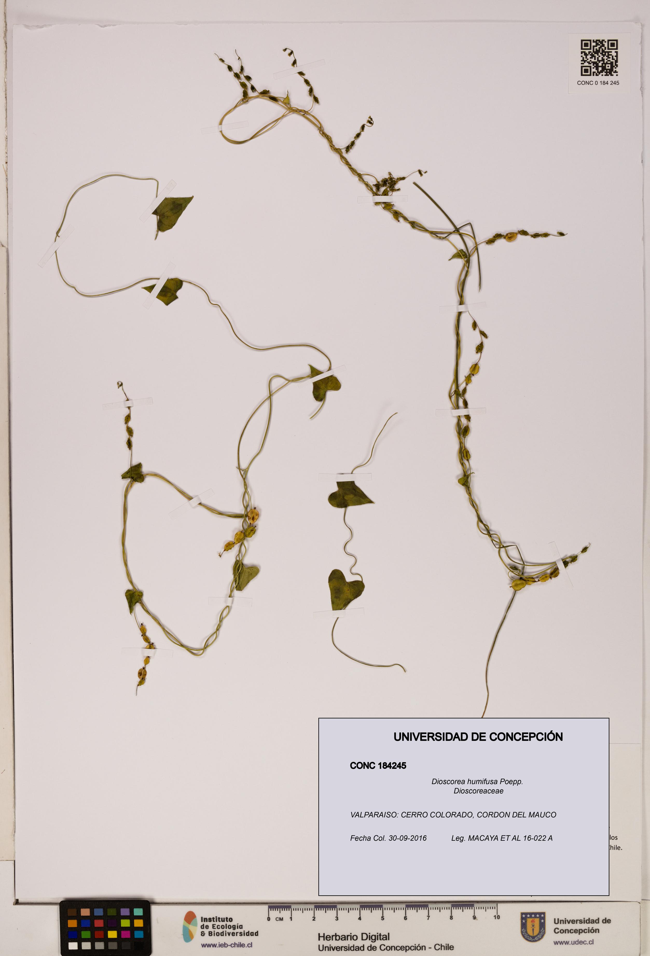 Dioscorea humifusa [Espécimen: ]