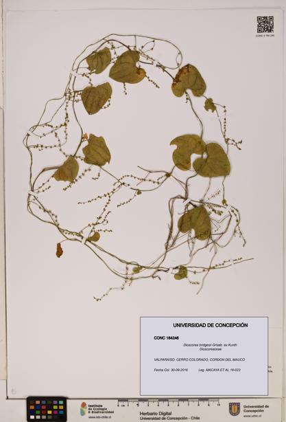 Dioscorea bridgesii [Espécimen: ]