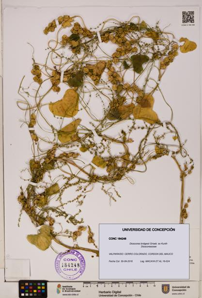 Dioscorea bridgesii [Espécimen: ]
