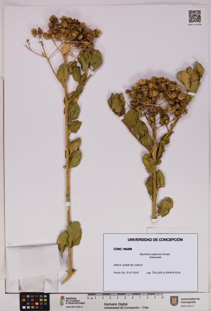 Baccharis calliprinos [Espécimen: UDEC:CONC:0184259]