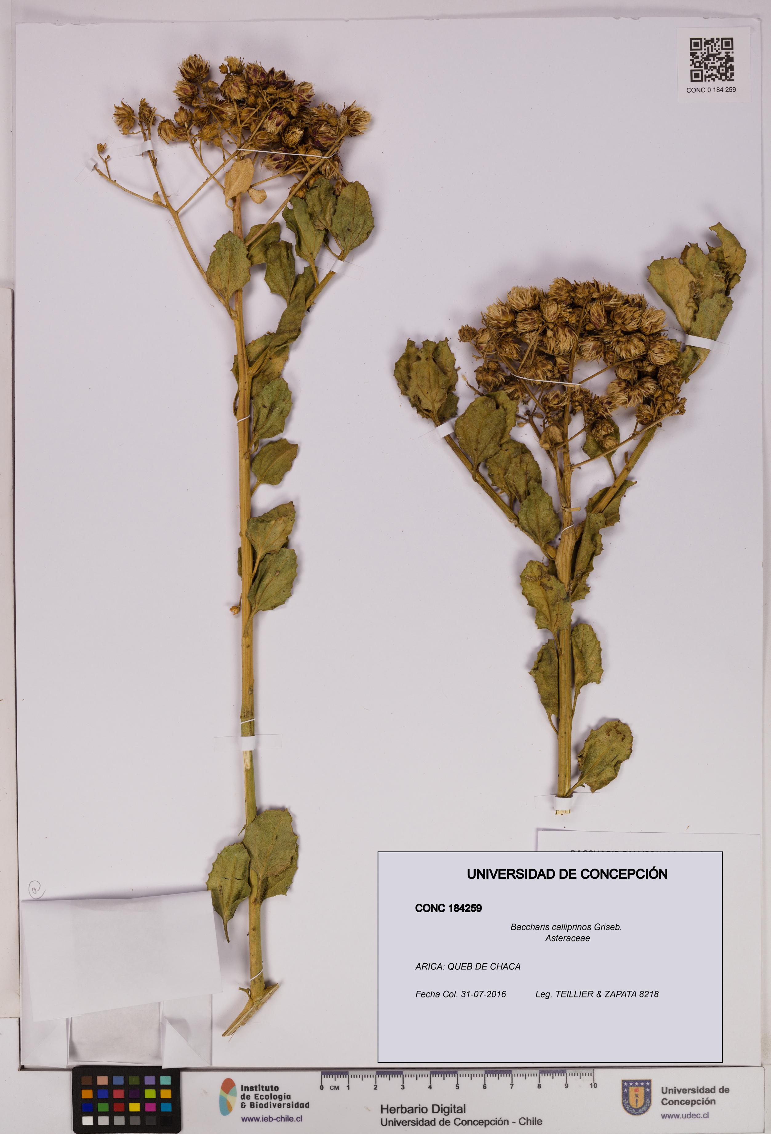 Baccharis calliprinos [Espécimen: UDEC:CONC:0184259]