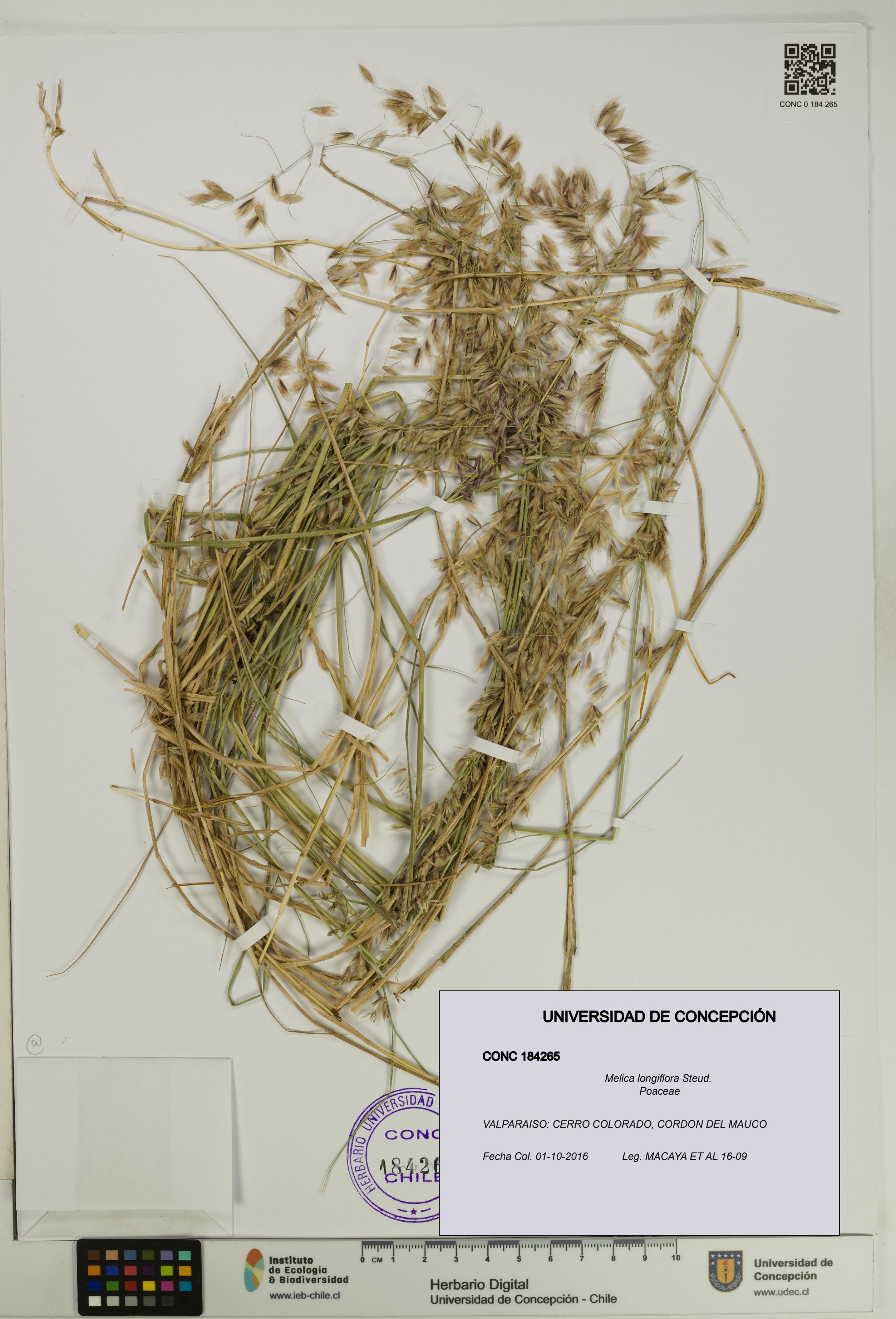 Melica longiflora [Espécimen: UDEC:CONC:0184265]