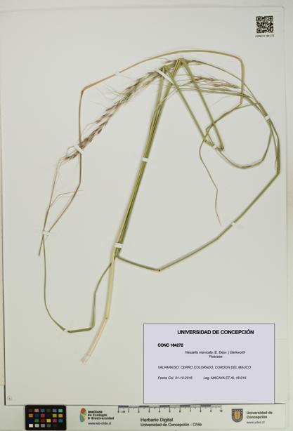 Nassella manicata [Espécimen: UDEC:CONC:0184272]