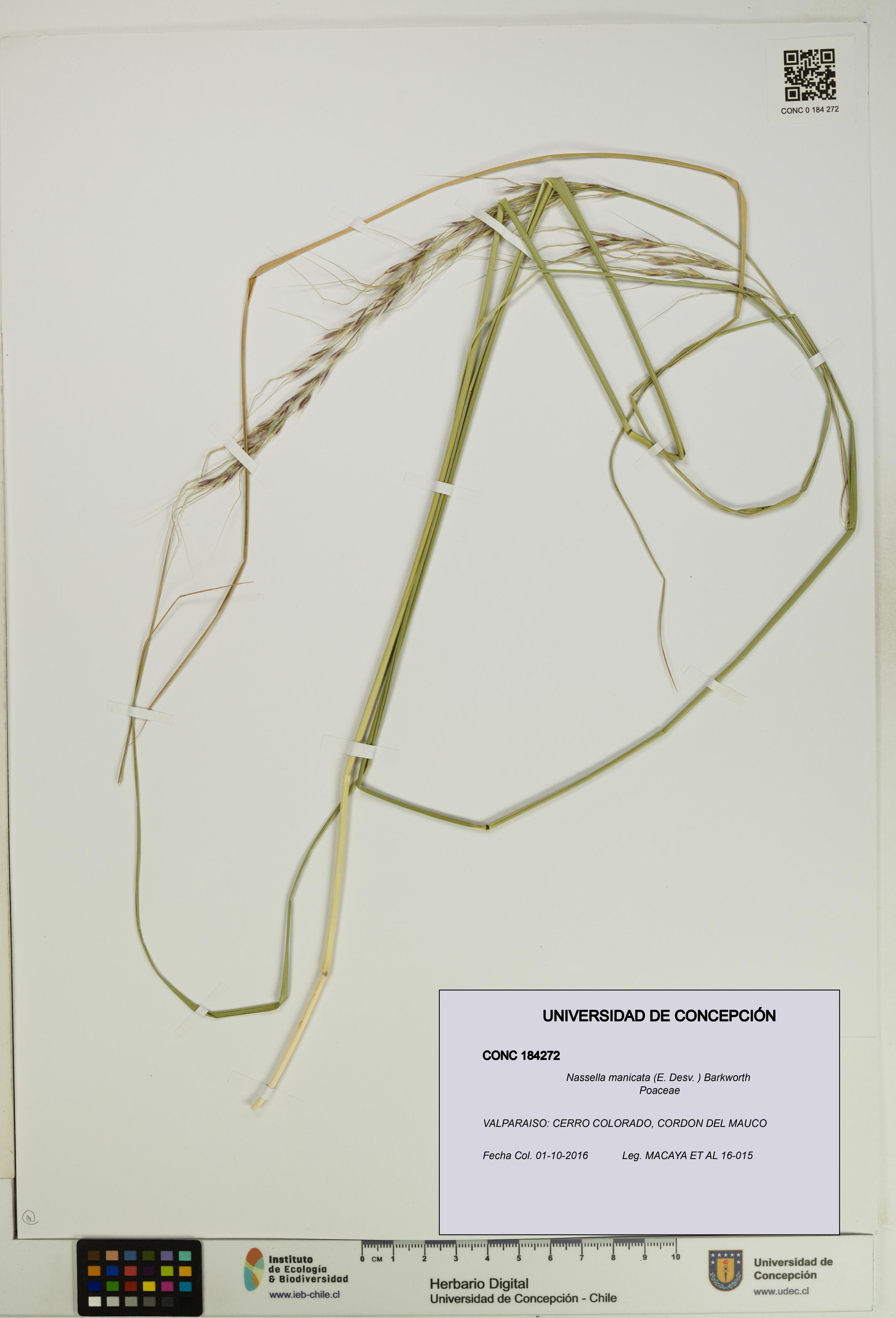 Nassella manicata [Espécimen: UDEC:CONC:0184272]