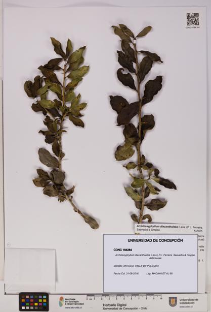 Archidasyphyllum diacanthoides [Espécimen: UDEC:CONC:0184284]