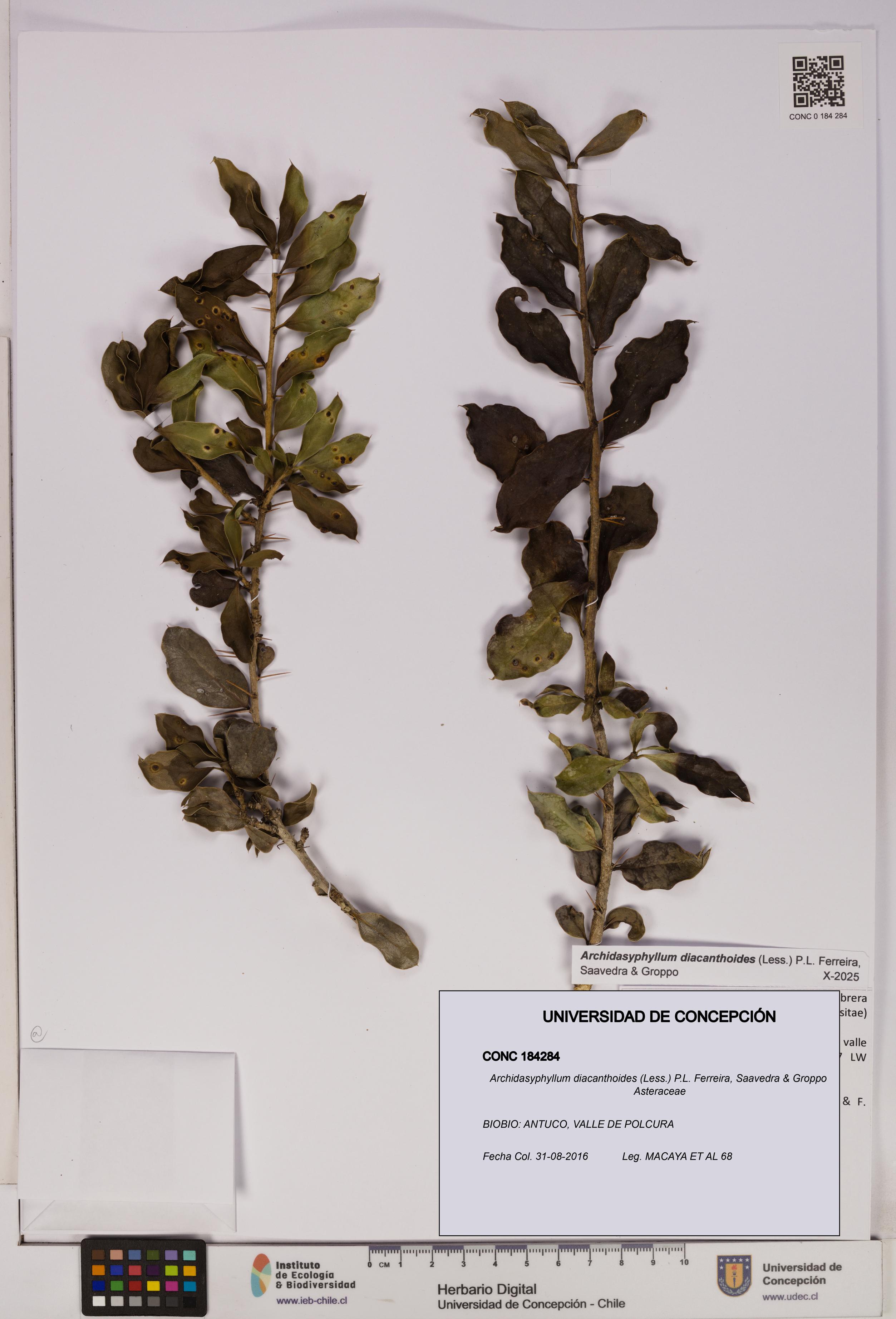 Archidasyphyllum diacanthoides [Espécimen: UDEC:CONC:0184284]