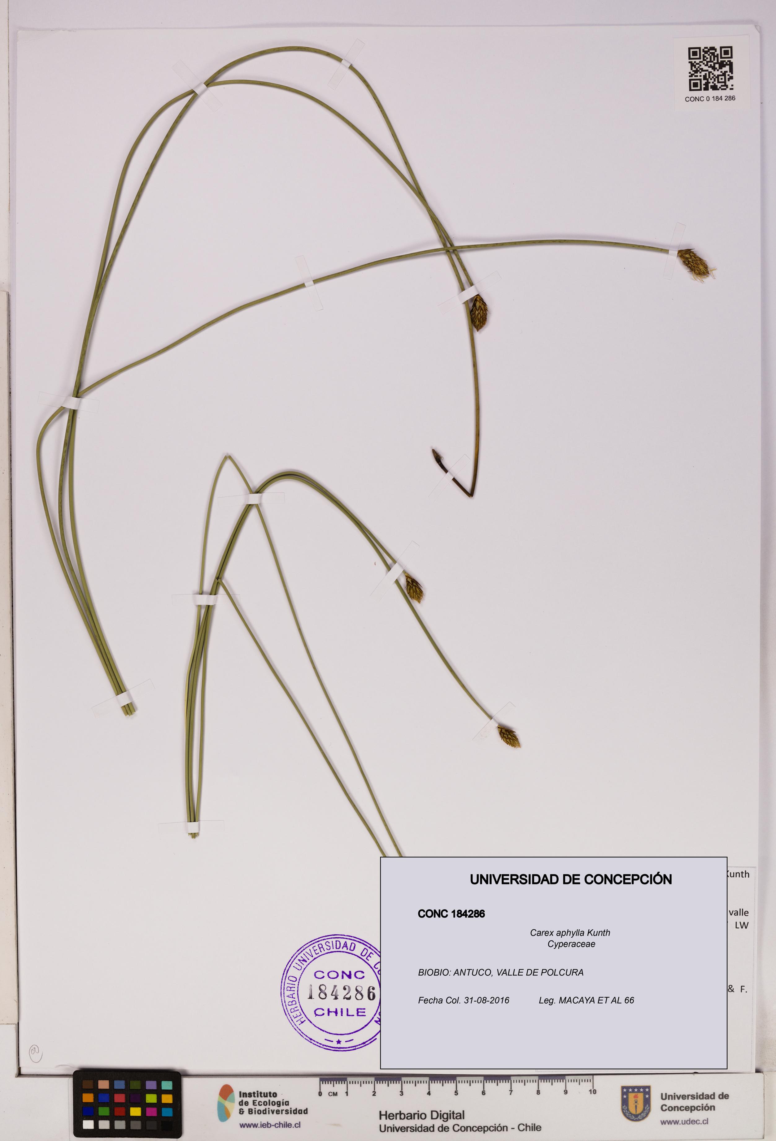 Carex aphylla [Espécimen: UDEC:CONC:0184286]