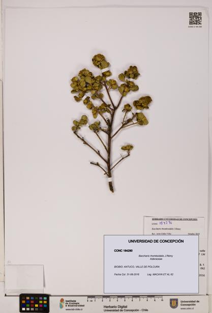 Baccharis rhomboidalis [Espécimen: UDEC:CONC:0184290]