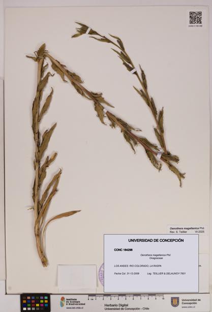 Oenothera magellanica [Espécimen: UDEC:CONC:0184298]