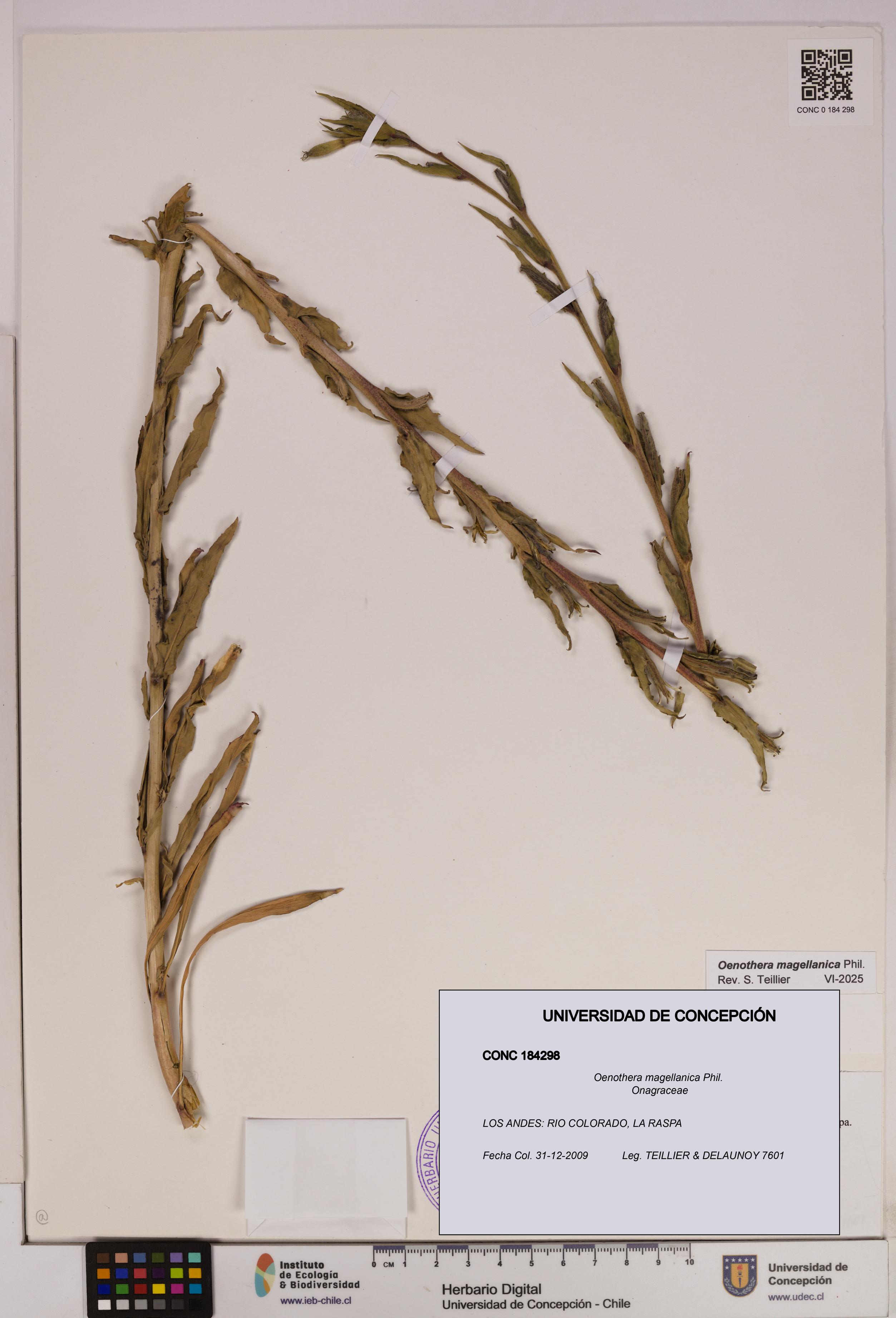 Oenothera magellanica [Espécimen: UDEC:CONC:0184298]