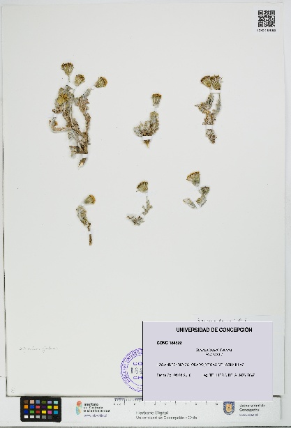 Senecio looseri [Espécimen: UDEC:CONC:0184300]