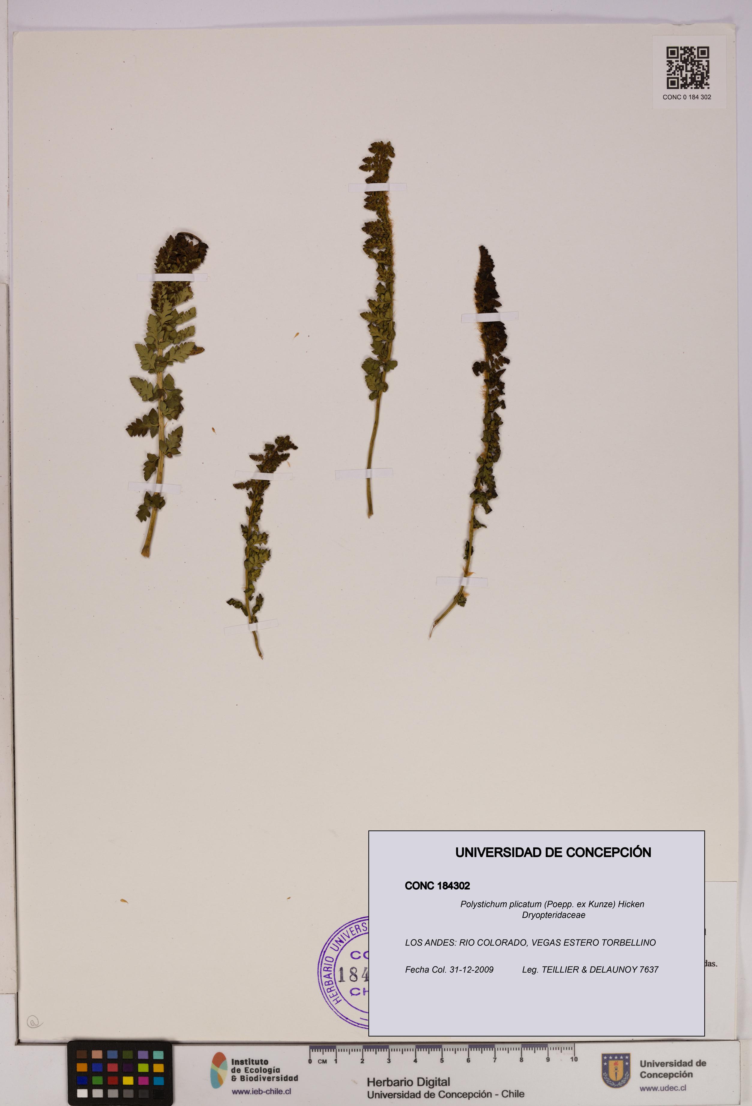 Polystichum plicatum [Espécimen: UDEC:CONC:0184302]
