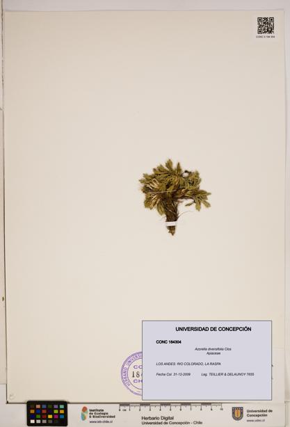 Azorella diversifolia [Espécimen: ]