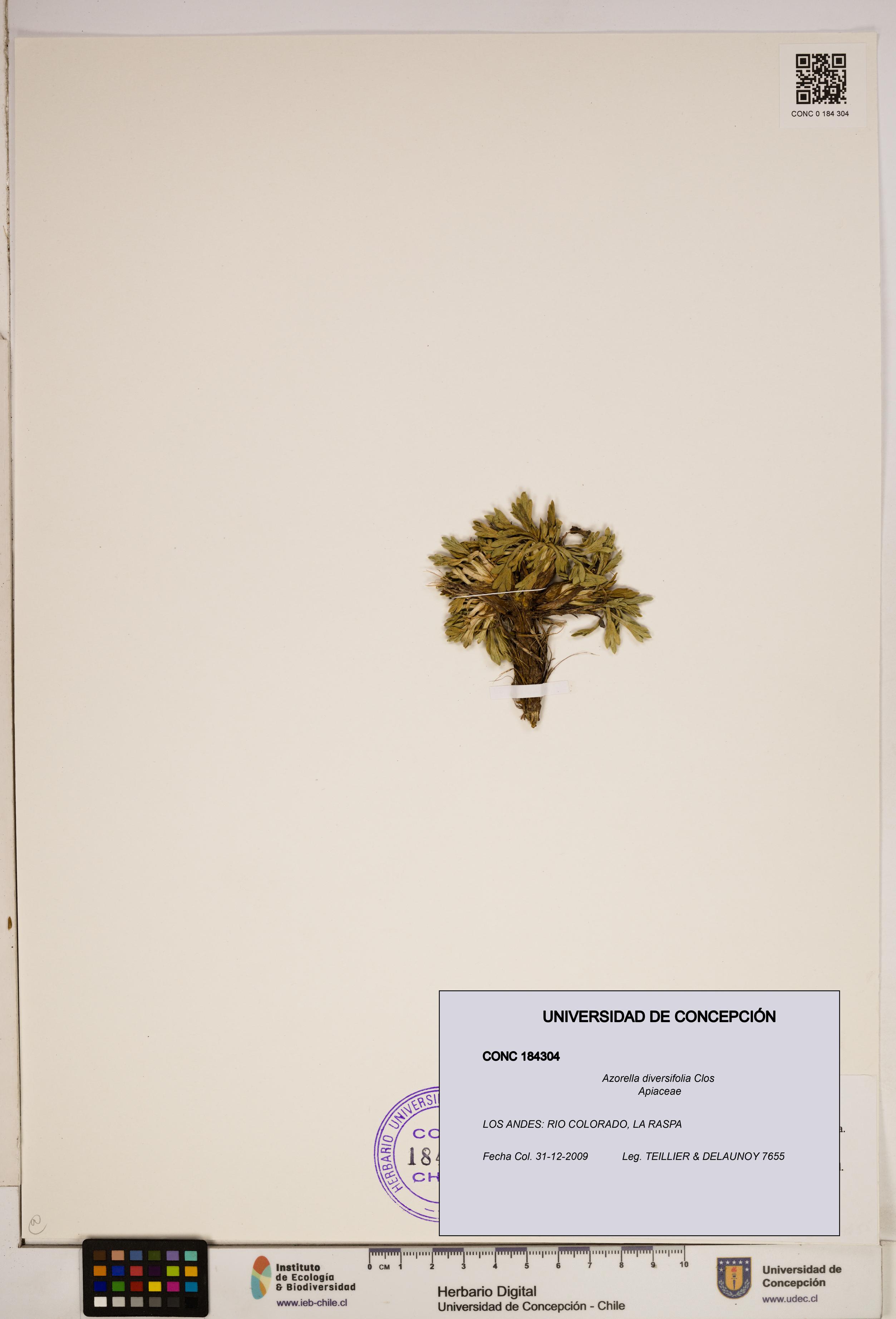 Azorella diversifolia [Espécimen: ]