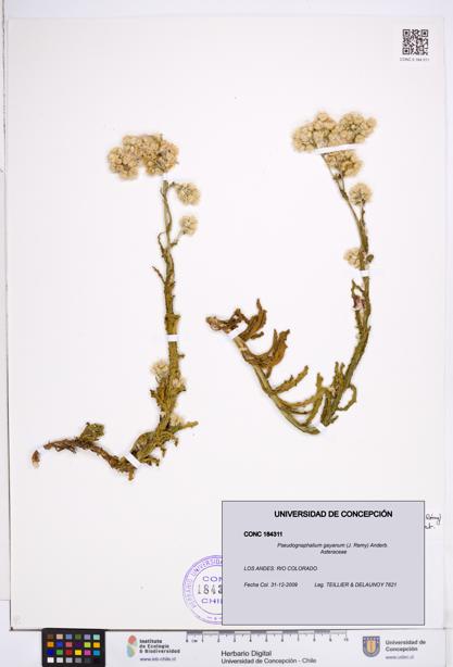 Pseudognaphalium gayanum [Espécimen: ]