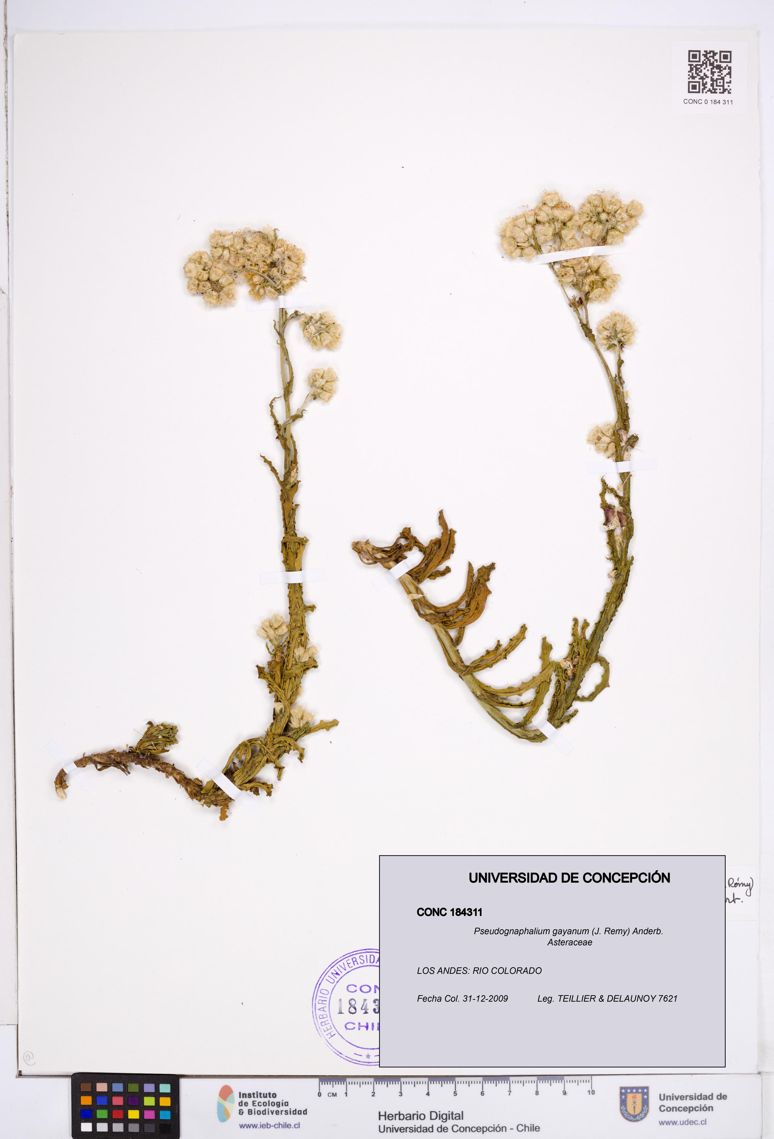 Pseudognaphalium gayanum [Espécimen: ]