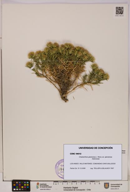 Chaetanthera glandulosa var. glandulosa [Espécimen: UDEC:CONC:0184312]