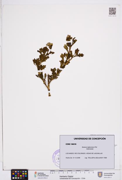 Senecio laetevirens [Espécimen: ]