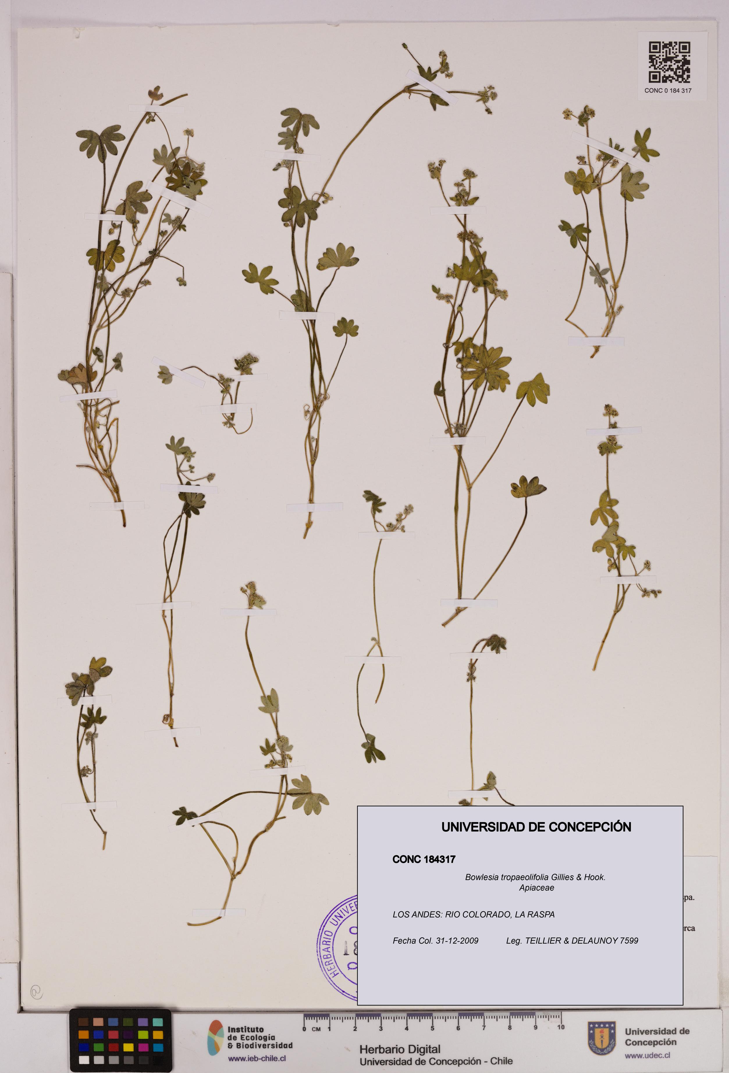 Bowlesia tropaeolifolia [Espécimen: UDEC:CONC:0184317]