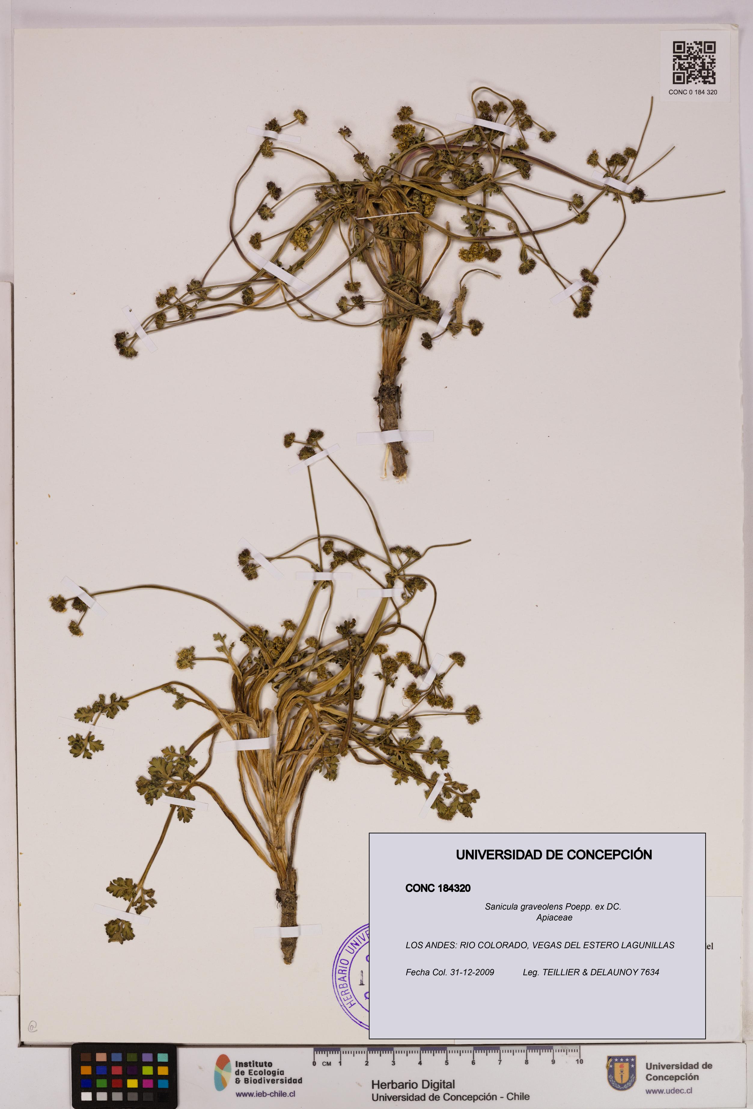 Sanicula graveolens [Espécimen: UDEC:CONC:0184320]