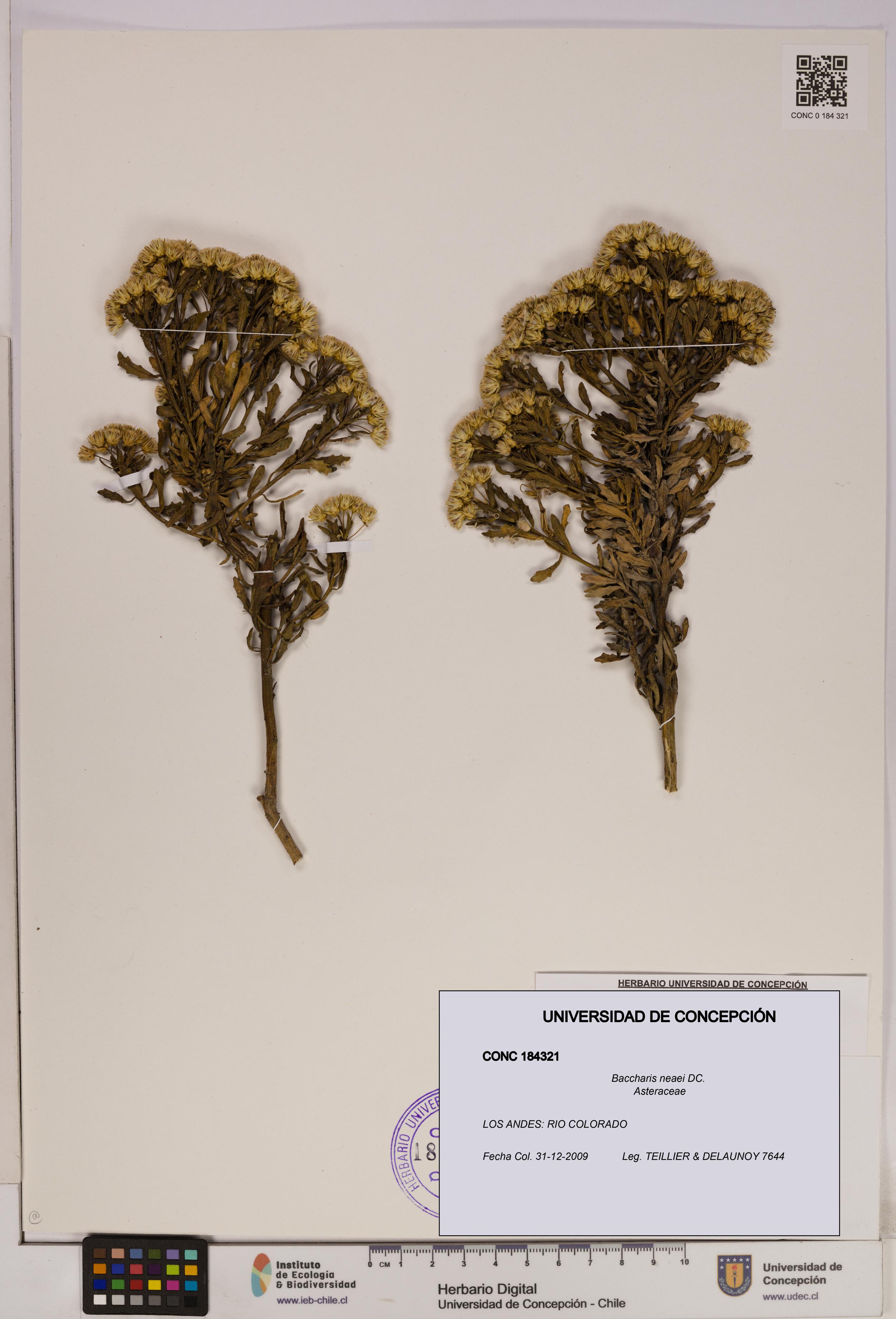 Baccharis neaei [Espécimen: UDEC:CONC:0184321]