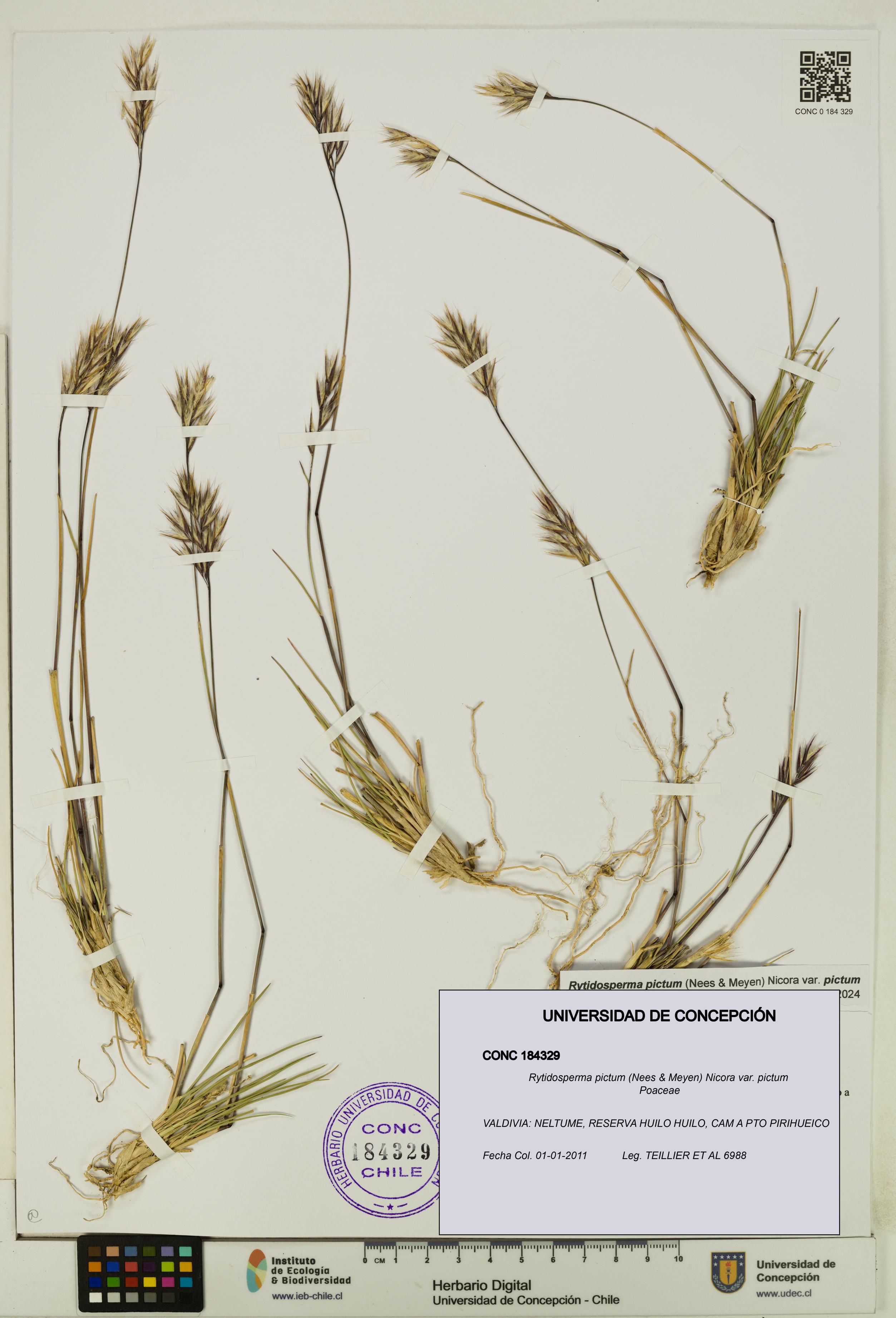Rytidosperma pictum var. pictum [Espécimen: UDEC:CONC:0184329]