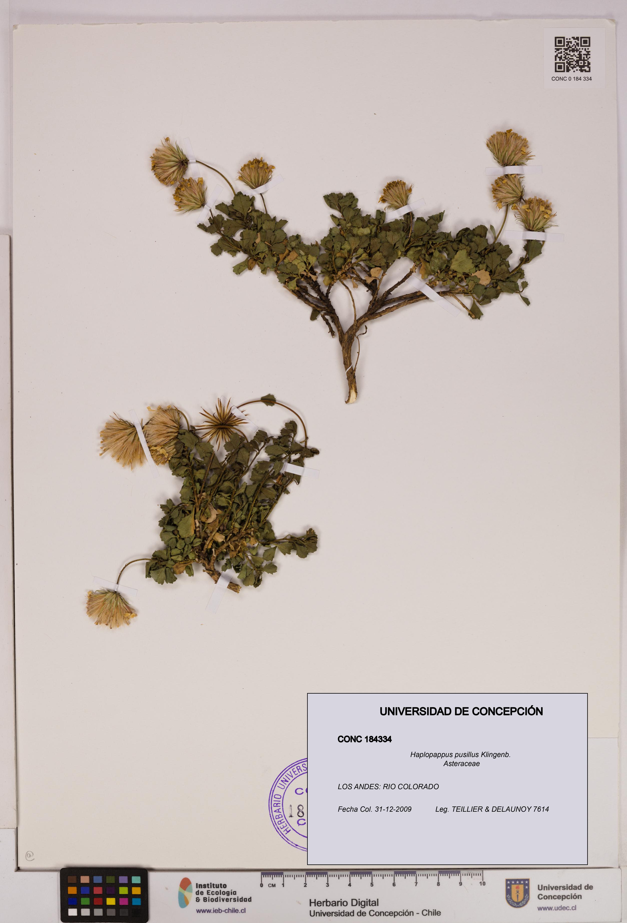 Haplopappus pusillus [Espécimen: UDEC:CONC:0184334]