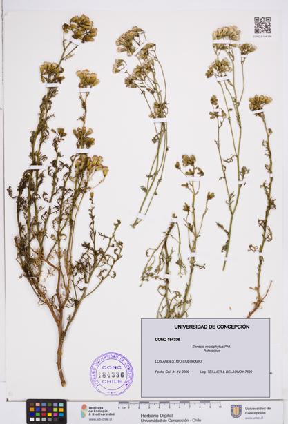 Senecio microphyllus [Espécimen: ]