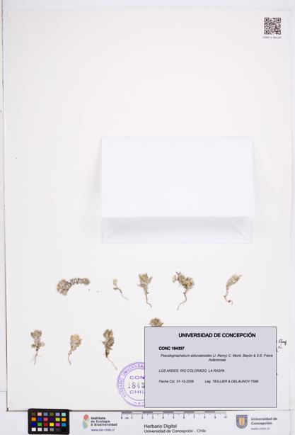 Pseudognaphalium aldunateoides [Espécimen: ]