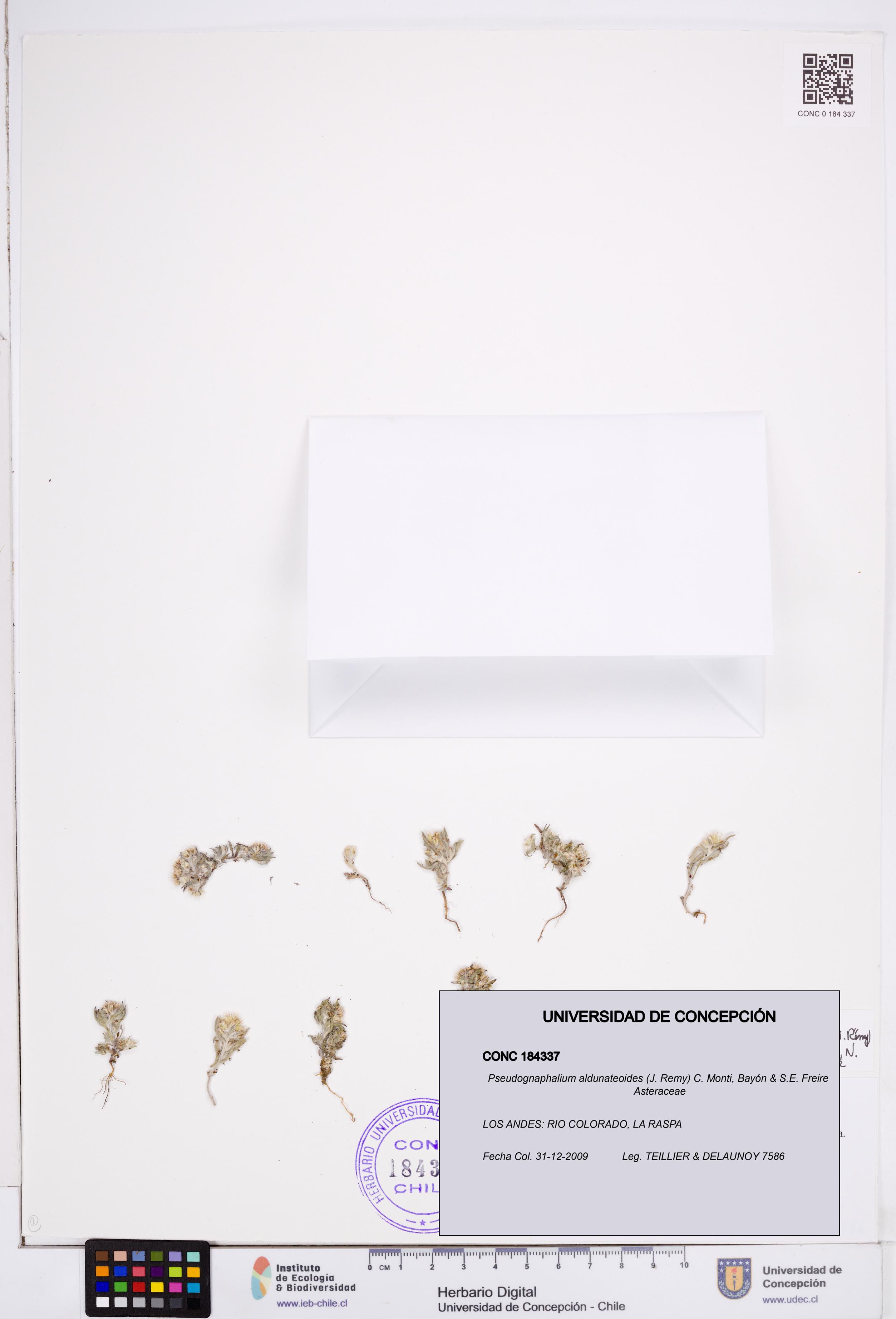 Pseudognaphalium aldunateoides [Espécimen: ]