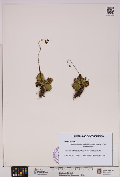 Calceolaria filicaulis [Espécimen: UDEC:CONC:0184340]