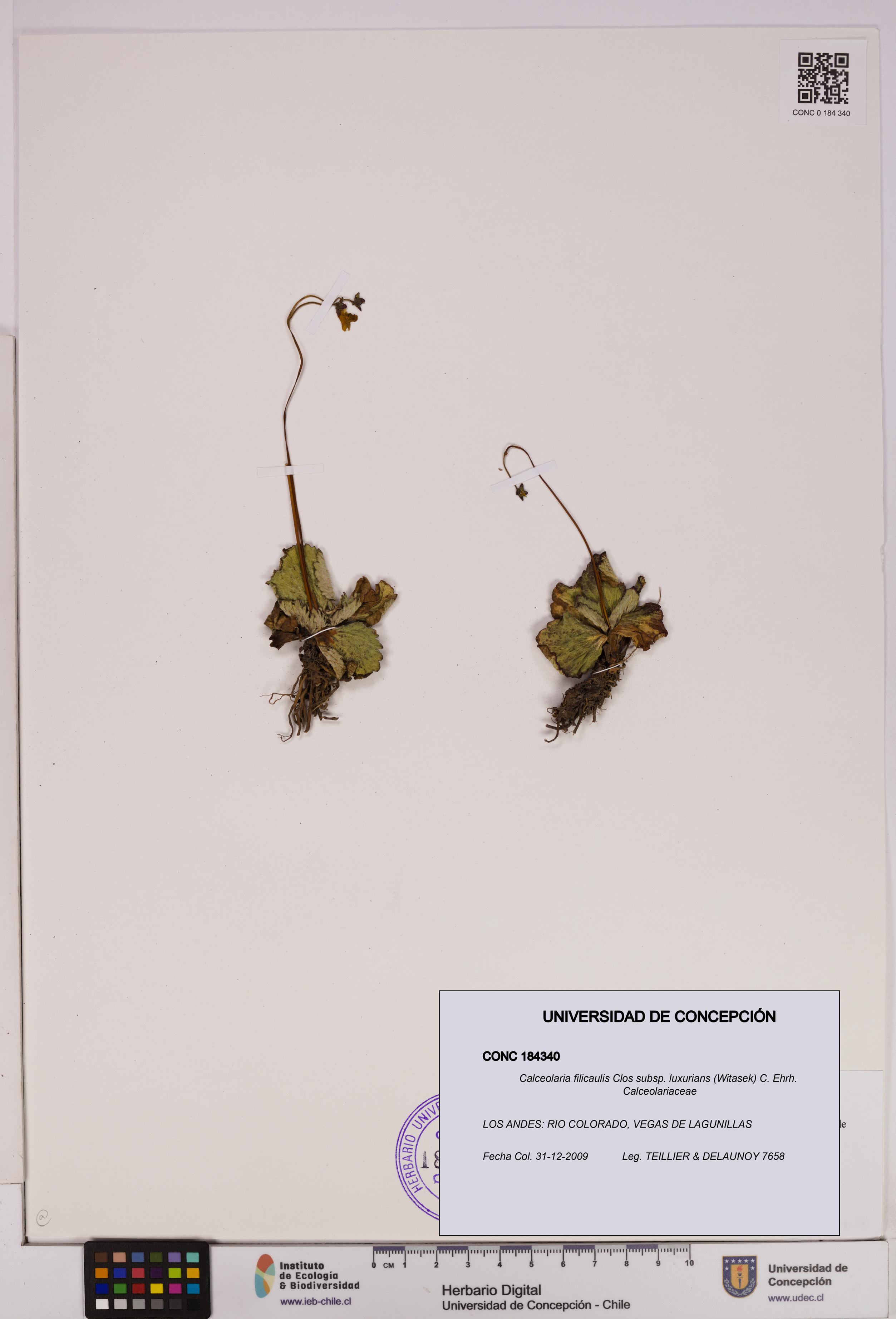 Calceolaria filicaulis [Espécimen: UDEC:CONC:0184340]