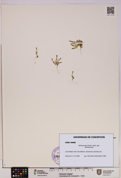 Gentiana gayi [Espécimen: UDEC:CONC:0184350]