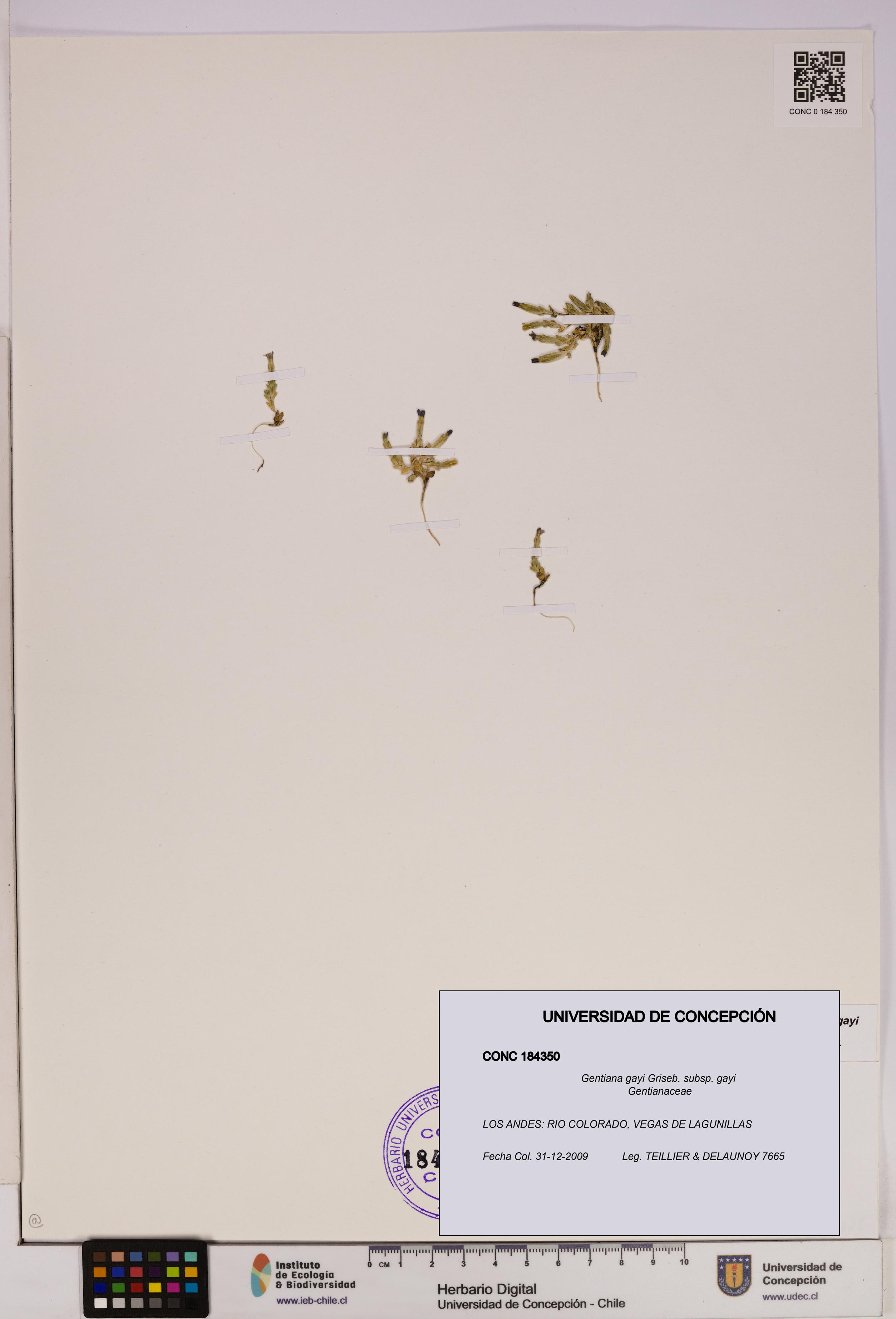 Gentiana gayi [Espécimen: UDEC:CONC:0184350]