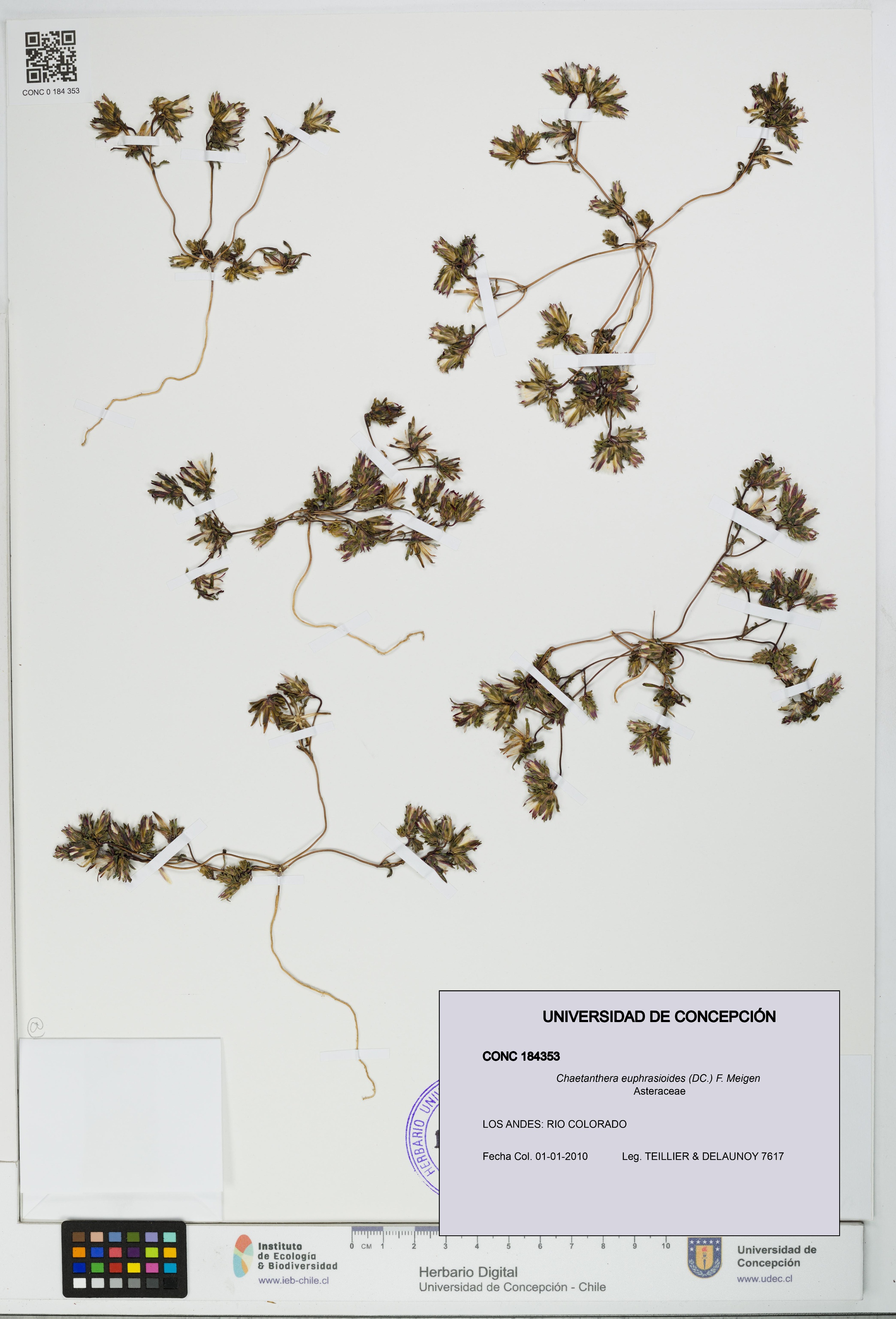 Chaetanthera euphrasioides [Espécimen: UDEC:CONC:0184353]