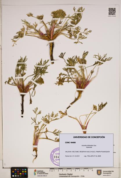 Azorella trifoliolata [Espécimen: ]