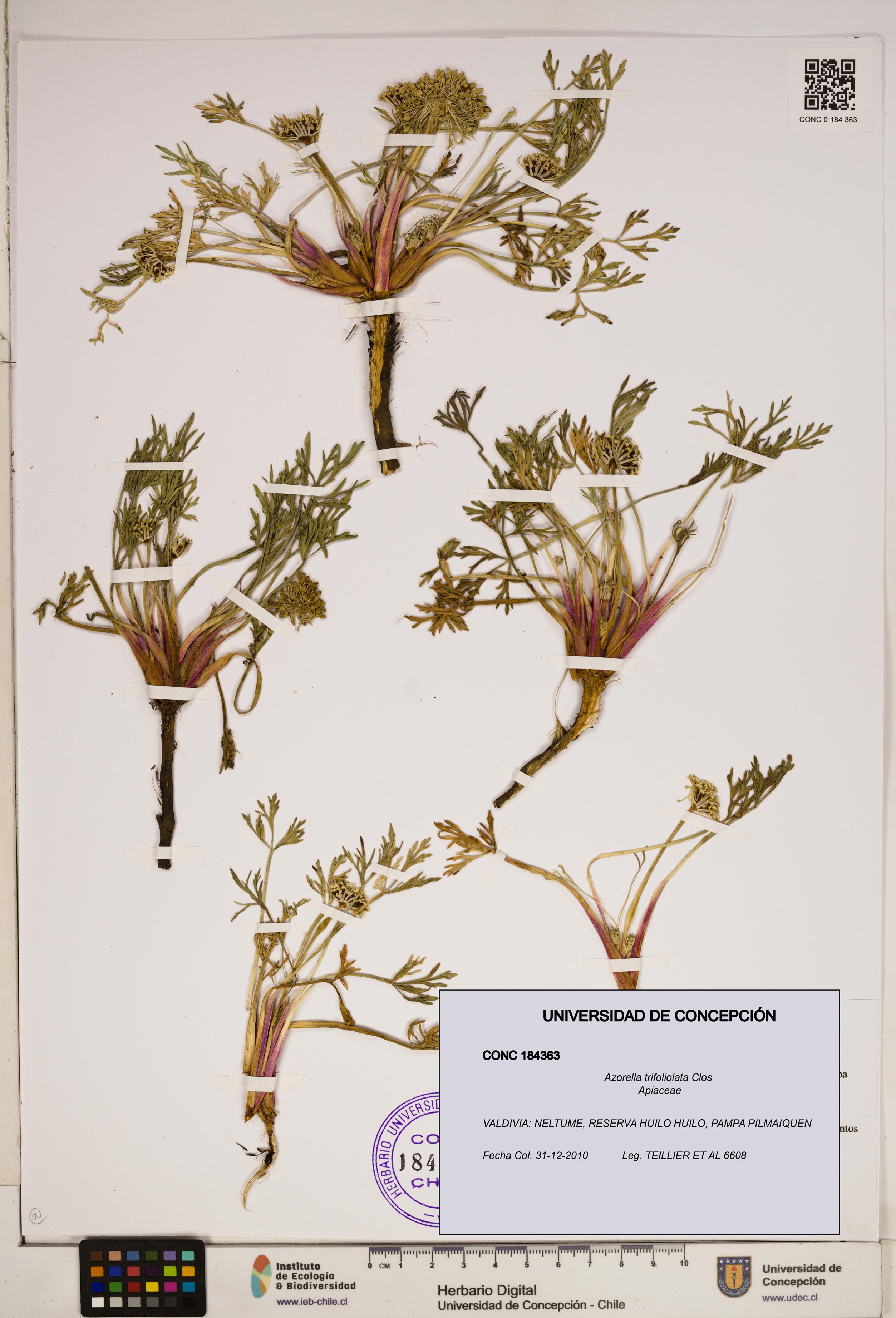 Azorella trifoliolata [Espécimen: ]