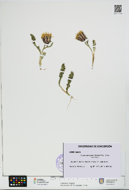 Perezia carthamoides [Espécimen: UDEC:CONC:0184372]