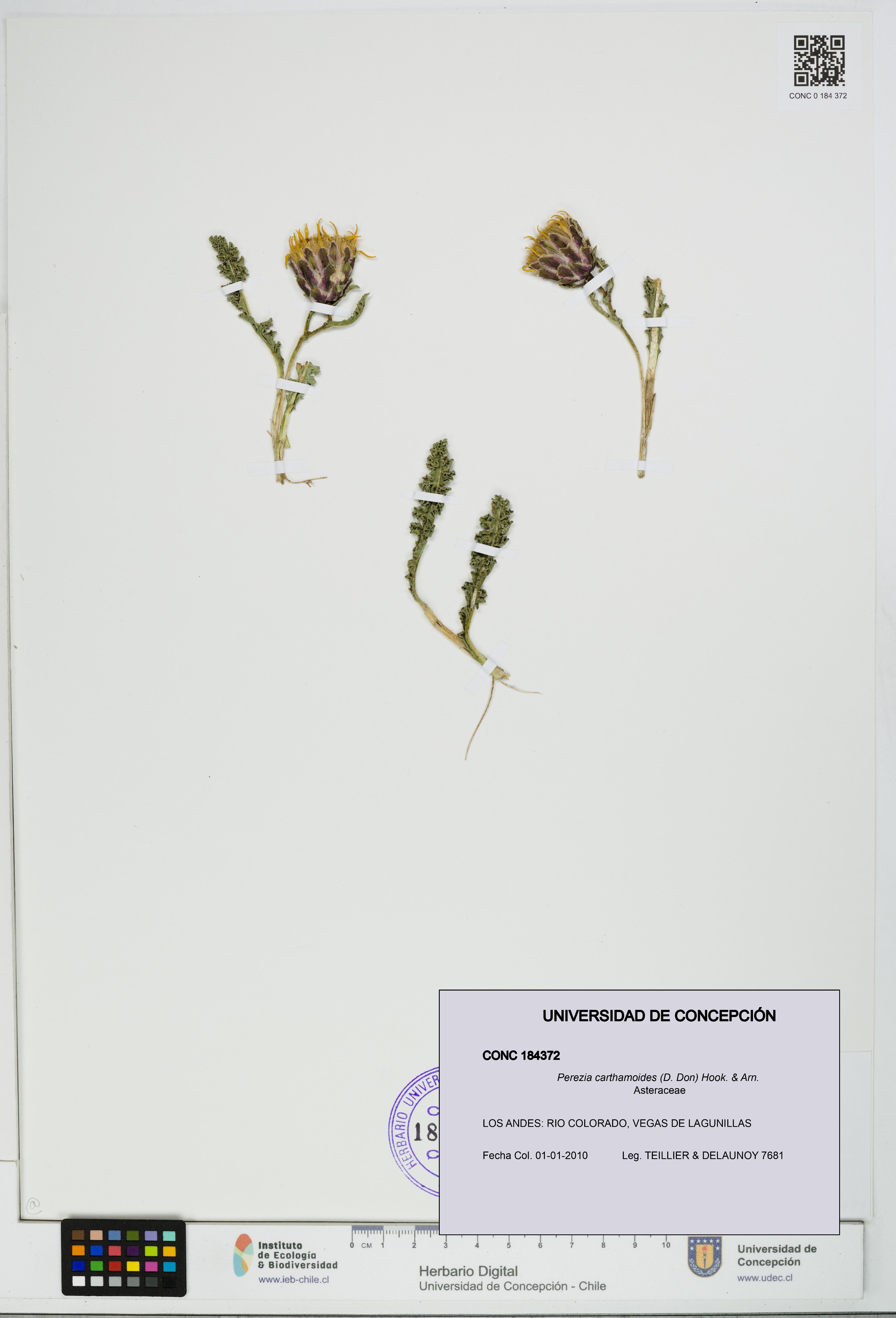 Perezia carthamoides [Espécimen: UDEC:CONC:0184372]