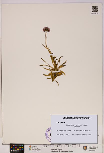 Erigeron gilliesii [Espécimen: UDEC:CONC:0184378]