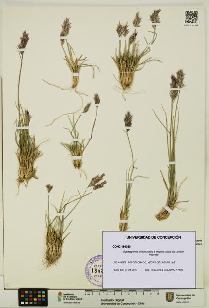 Rytidosperma pictum var. pictum [Espécimen: UDEC:CONC:0184383]