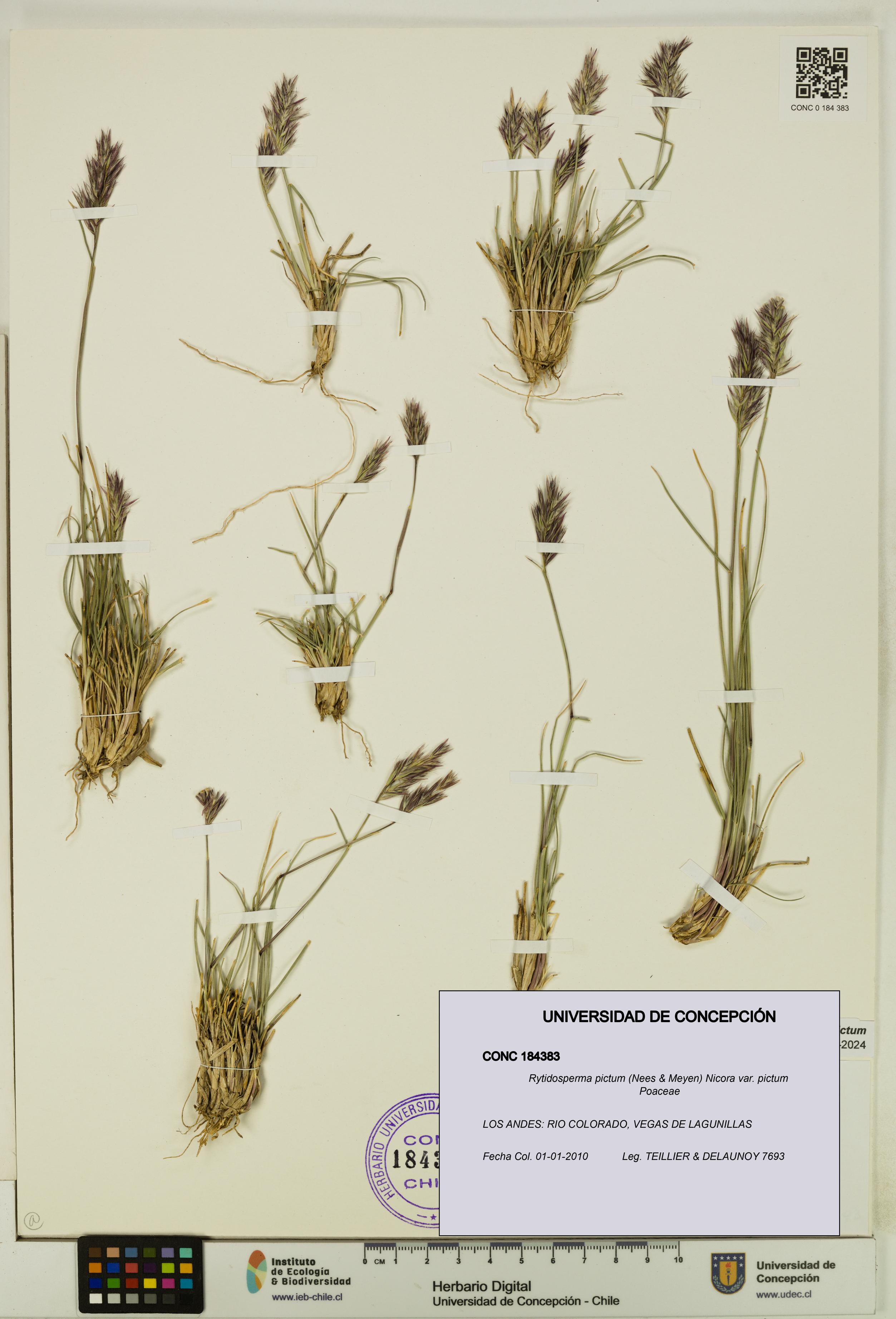 Rytidosperma pictum var. pictum [Espécimen: UDEC:CONC:0184383]