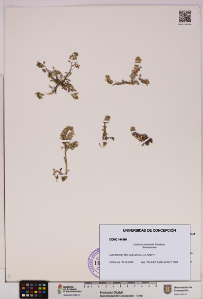 Lepidium brevicaule [Espécimen: UDEC:CONC:0184386]